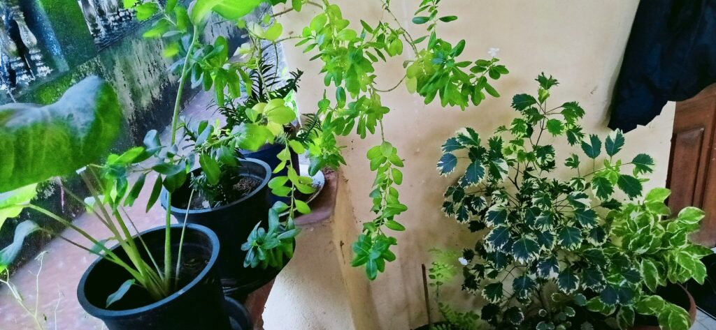 2048px-Plants_communicating_with_each_other-1024x473 संवाद ,,,पेड़ों की छिपी हुई बुद्धिमत्ता, पौधे कैसे संवाद करते हैं।